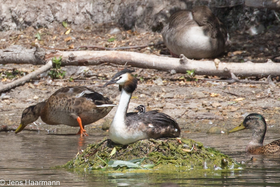 Haubentaucher mit Küken