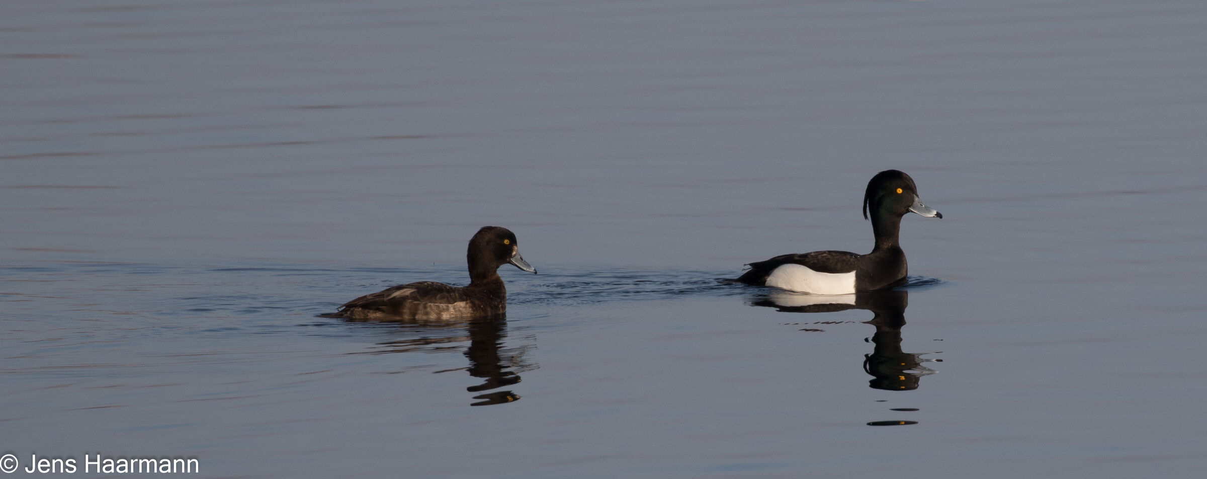 Reiherente (links Weibchen, rechts Männchen)