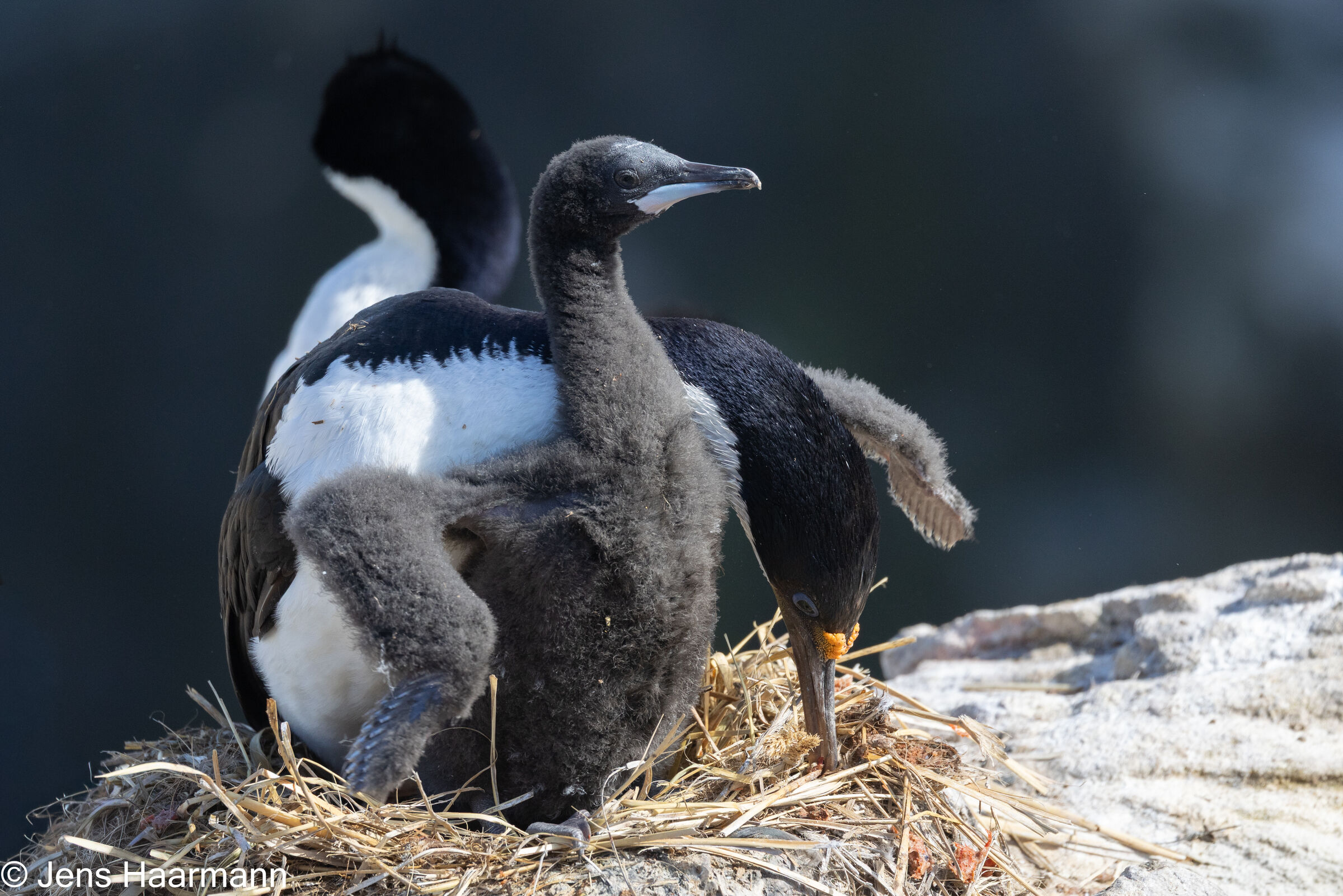 Blauaugenscharbe mit Küken