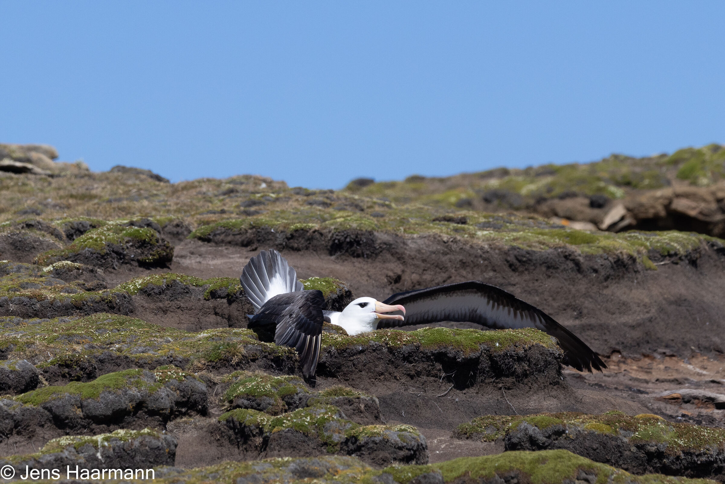 Schwarzbrauenalbatros ... Landung geschafft!
